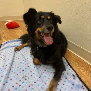 Meet your Posher, Pat